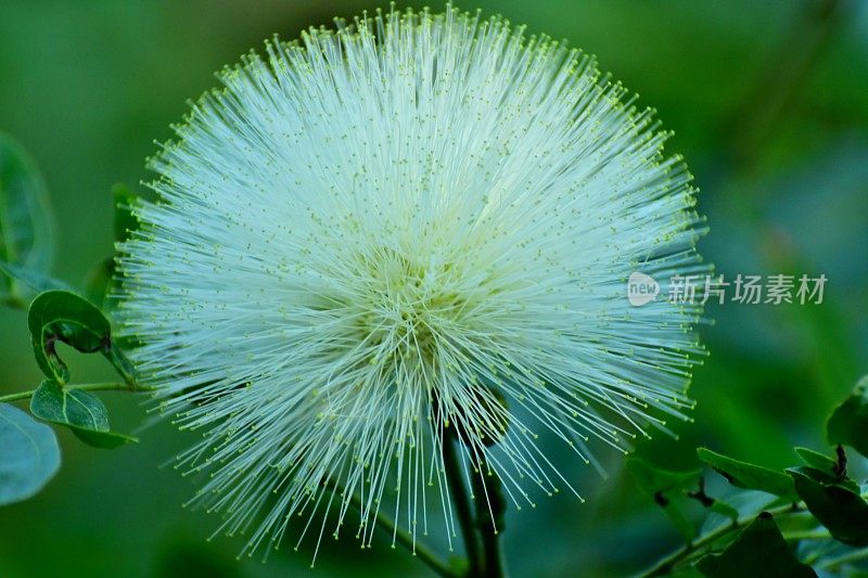 白萼花/白粉扑花